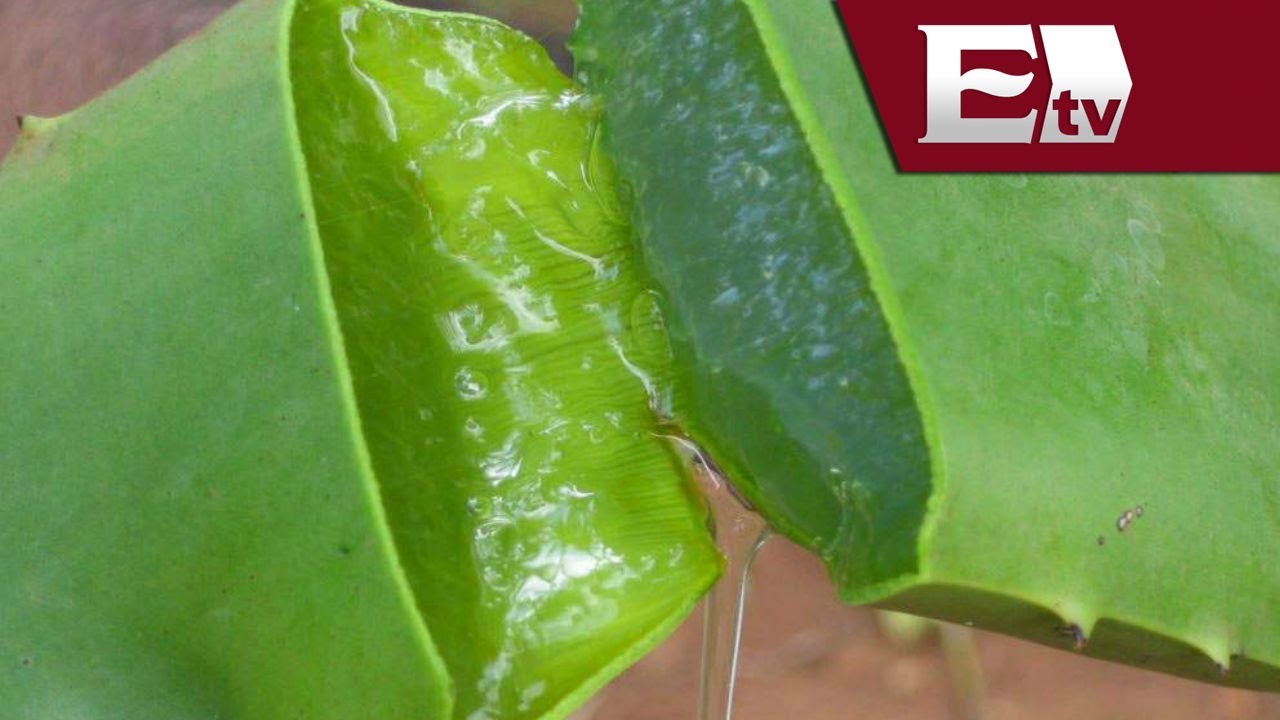 El aloe vera sirve para mejorar tu salud gástrica/ Salud