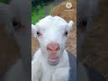 Mai Mai Main Youtuber Funny Trending Viralvideo Emosonal