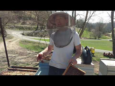 🔵 Spring beekeeping tips - FEED YOUR BEES!