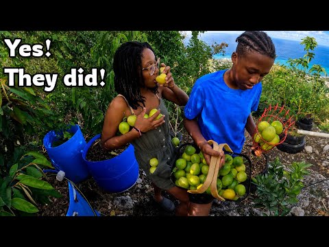 The Kids Got A HUGE HARVEST Of Fruits From My Container Garden /Tons Of Passion Fruits