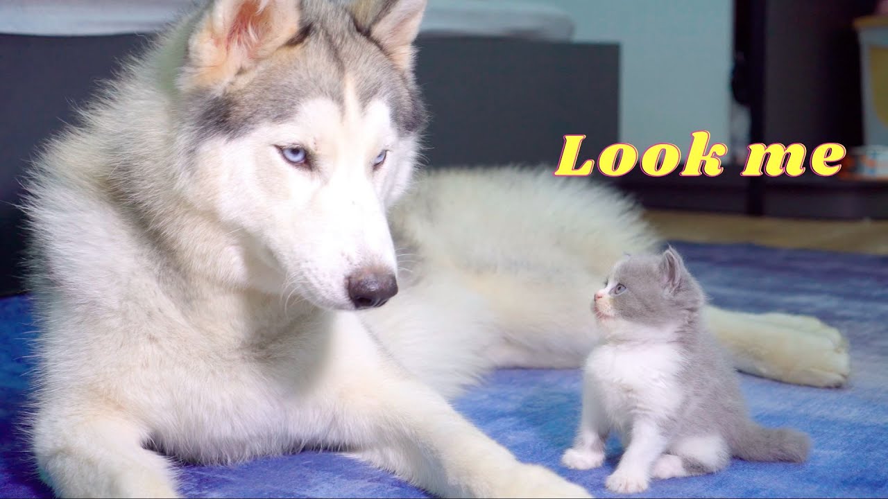 ハスキー犬に構ってほしくてずっと話をかける赤ちゃん猫が可愛すぎた！