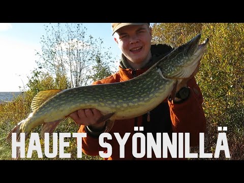 SYYSHAUEN KALASTUSTA