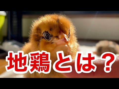 鶏にとって有毒な食べ物は何ですか?  庭園