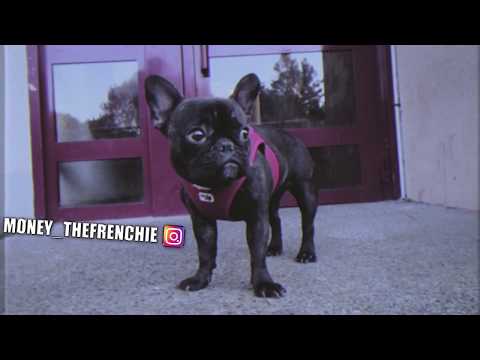 MC Kams - C’est bizzare #1 | Money