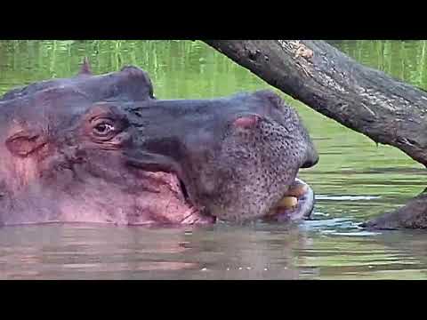 Djuma: Hippo.- 17::33 - 03/14/20