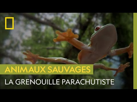 Cette grenouille a des parachutes à la place des doigts