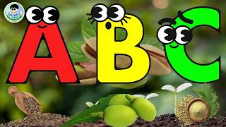 ABC SONG | ABC Song | Alphabet Nut and Seed | ABC Phonics | ABC Poem |