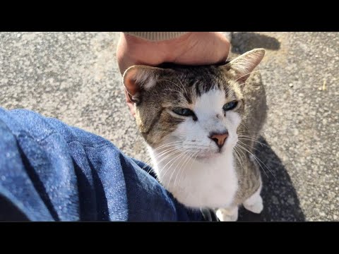 A Beautiful Stray Cat Approached Me Asking Me For Food.