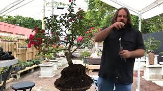 Bougainvillea Bonsai Demo with Adam Lavigne Bougainvillea Bonsai Demo with Adam Lavigne