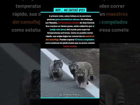 ¡Parece Un Gato Doméstico Pero Es Letal! 🥶 151% #naturaleza #felinos #misterio