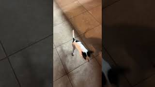 Video preview image #1 Chihuahua-Unknown Mix Puppy For Sale in Valrico, FL, USA