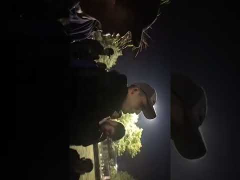 KIRO GABI LP TAILER vs NAWE POL BRIAN / SEMIFINAL / EDICIÓN PANDILLAS/ BUJANEROS FREE