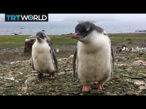 South Africa's Penguin Problem: Endangered species faces new bird flu threat