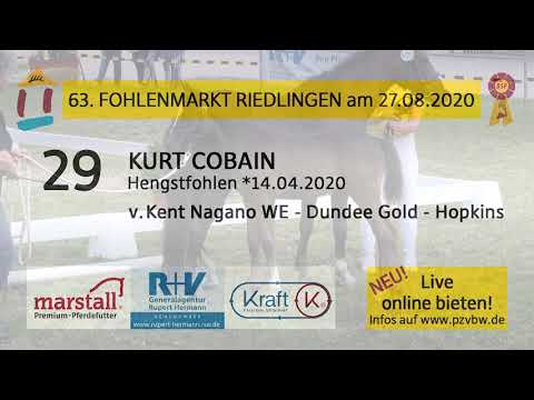 29 KURT COBAIN - Dt. Reitpony HF v. Kent Nagano WE-Dundee Gold - Fohlenauktion Riedlingen 2020