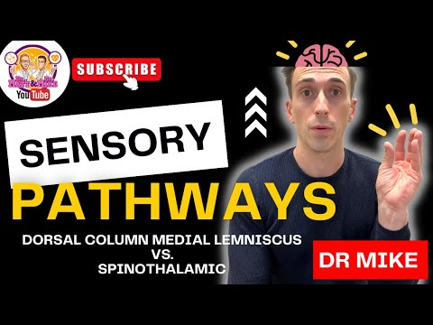 Sensory Pathways | Touch vs. Pain and Temperature