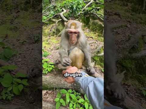 Ta małpka była bardzo mądra!🐵