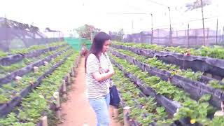 preview picture of video 'Sergio's Strawberry Farm at Maloray, Dalaguete, Cebu'