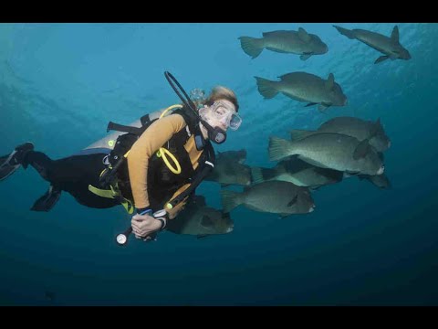 Diving in Bali Video