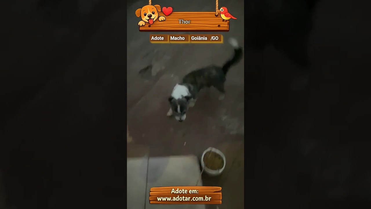 Cachorro raça SRD-ViraLata idade 6 ou mais anos nome Thor