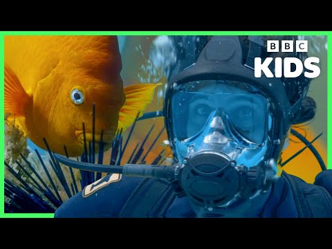 Exciting Underwater Discoveries! 🐟🦈 | Andy's Amazing Adventures| BBC Kids