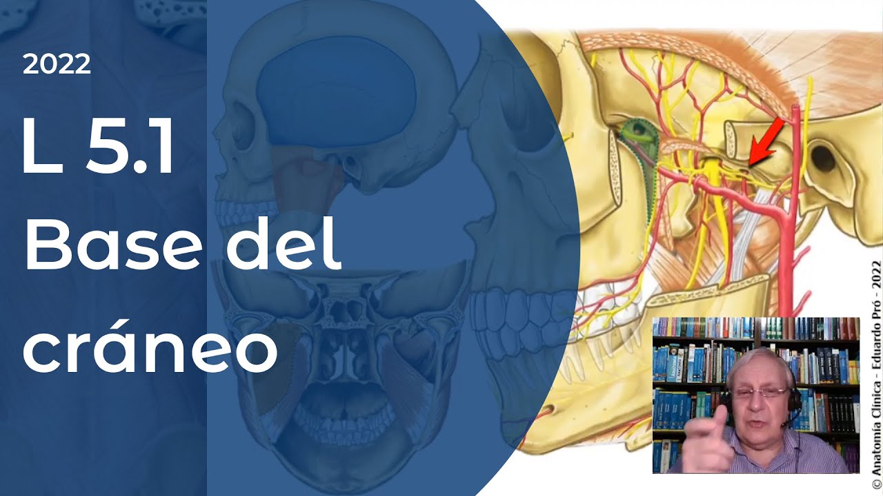 L5.1 | Base del cráneo | Profesor Eduardo A. Pró | Anatomía 2 | FMed UBA
