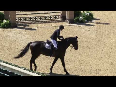 Video of TRADEMARK DARMANVILLE ridden by GRACE POWERS from ShowNet!