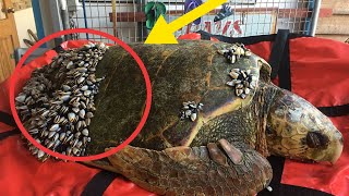 When Fisher men Saw Turtle Floating In The Water, They Realized He Desperately Needed Help