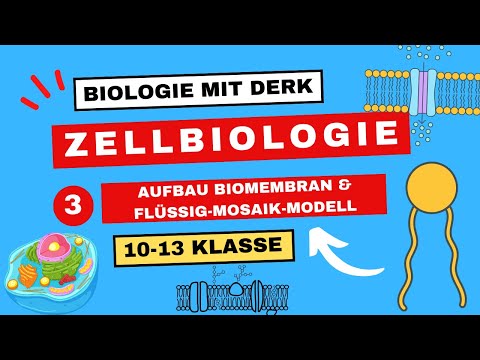 Zellbiologie | 3 | Aufbau Biomembran & Flüssig-Mosaik-Modell | 10 - 13 Klasse