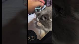 甘えん坊 #ノルウェージャンフォレストキャット #ラガマフィン #MIX猫 #のすけ