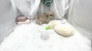 ハーフ犬の動画01