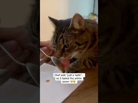 😸 #terry #cat #terrylife #buba #bubacat #georgia #batumi #batumicat #batumicity #funny