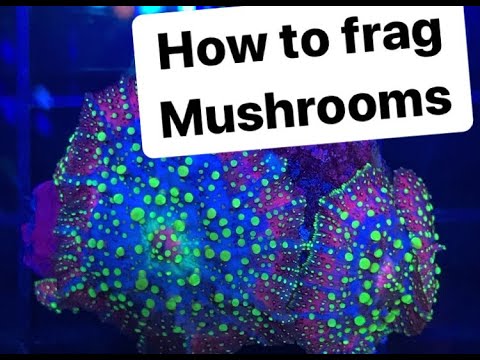 How to frag mushroom corals!
