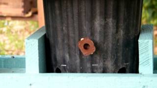 ButtsBees, 5/28/14; Shaking 1 pound Mini Package of Bees into Mini Mating Nucs