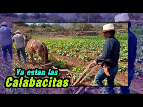 Margaro and I planted zucchini, “OLD VIDEO” - The Pilot with Style