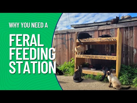 7 Reasons To Make A Feral Feeding Station