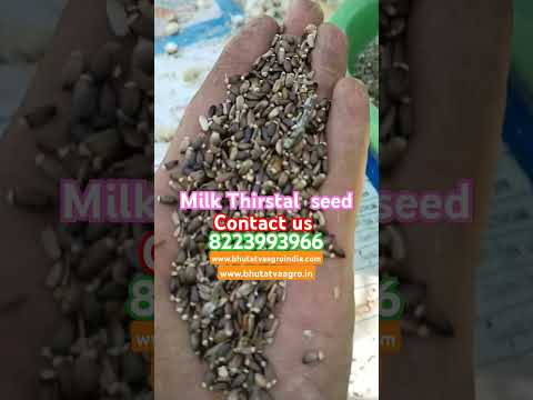 16 inches milk thistle seed, for outdoor, 25 kg