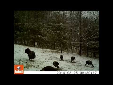 MATURE STAR CITY GOBBLER NAMED "BIG BLUE" DOUBLE BEARD 2014