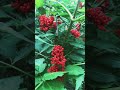 Rowan Berries #shorts