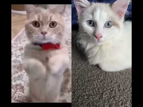 Snowyiiie giving reviews to othercats💕 #funnyest #cat #funny  #cute #funiest #catlover #animals