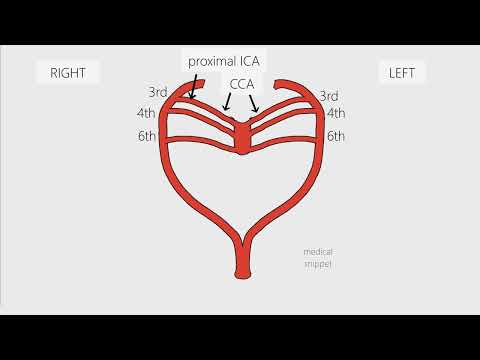 Aortic Arches - Embryology in 3 minutes