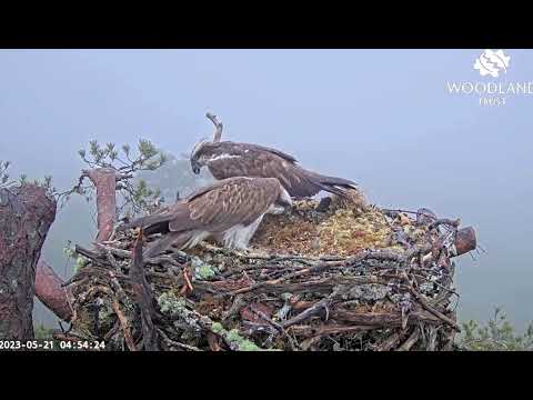 Very early breakfast arrives for Dorcha on Loch Arkaig Osprey Nest Two 21 May 2021