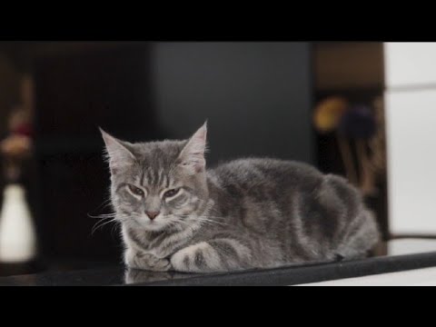 tre cat enjoy || छोटे बच्चे वीडियो देखे और मस्ती करे 🐈#trecat