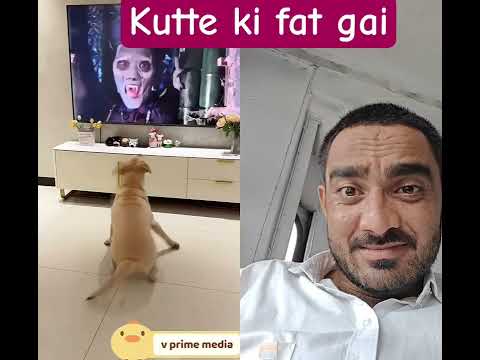 bhoot se kutte ki fat gai #funny #animals #comedy #viralvideo