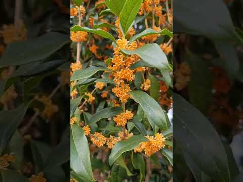 가을 향기와 함께 힐링하는 방법