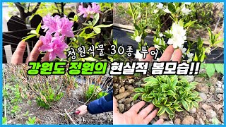 처참한 강원도 정원의 봄소식!! 하지만 곧 몰라보게 예뻐질 특이한 정원식물 30종 투어!!