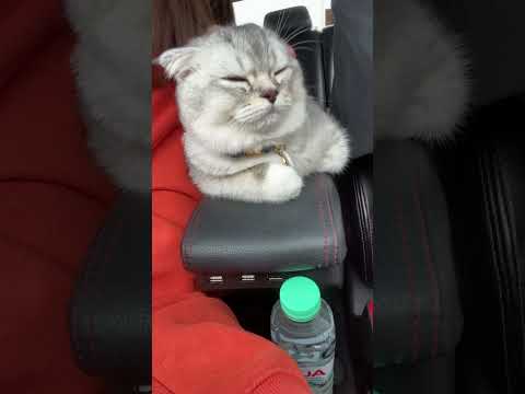 How can I calm my cat down in the car?
