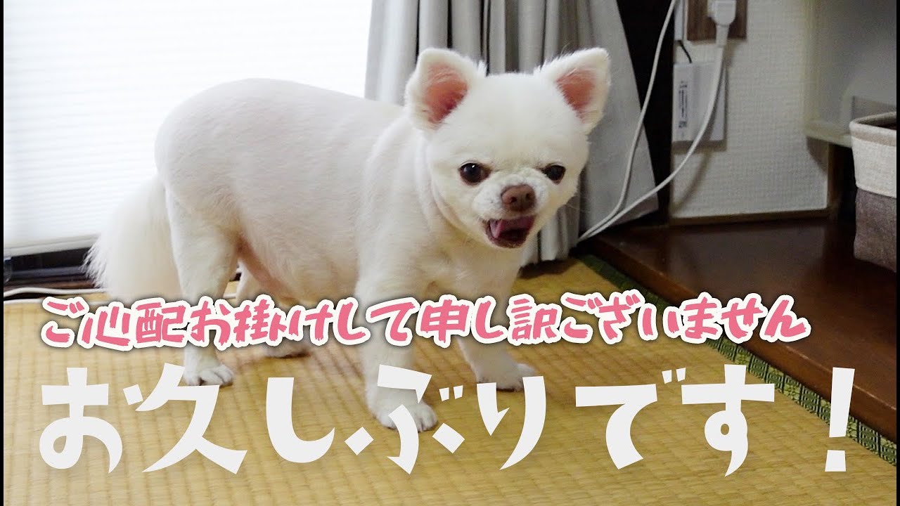 【お久しぶりです】皆さまご心配お掛けして申し訳ございません！【お知らせも】