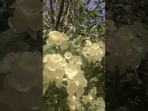 Phool time bheja hei