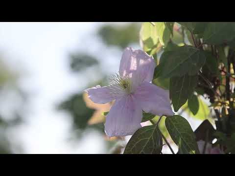 Plant Profile: Clematis "Montana Rubens" Pink Anemone