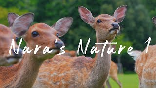 Nara's Nature1